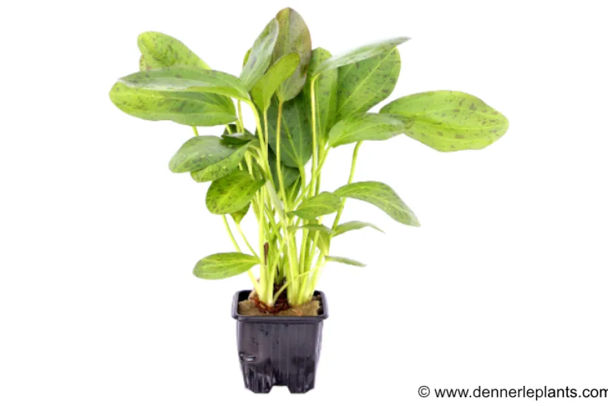 Ozelot-Schwertpflanze, Echinodorus sp.Ozelot, XL Pflanze