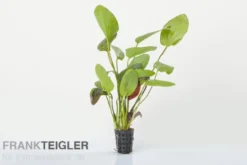 Ozelot-Schwertpflanze, Echinodorus sp. Ozelot, im Topf