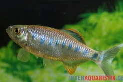 Ozolabärbling, Barilius ardens