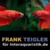 Paar: Halfmoon Kampffisch Bright Red, Betta splendens