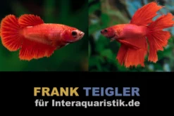 Paar: Halfmoon Kampffisch Bright Red, Betta splendens