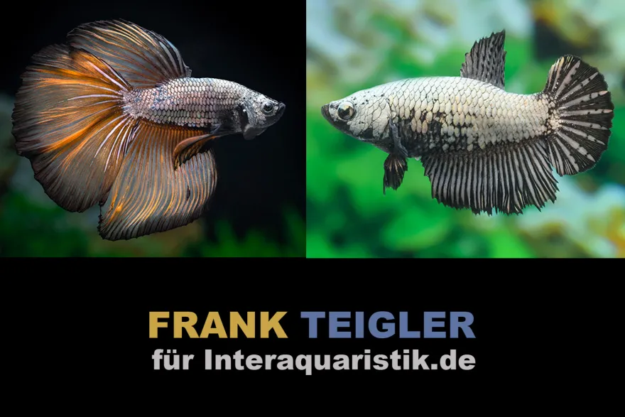 Paar: Halfmoon Kampffisch Copper, Betta splendens