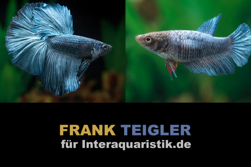 Paar: Halfmoon Kampffisch Copper Grey, Betta splendens