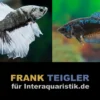 Paar: Halfmoon Kampffisch Copper Black, Betta splendens