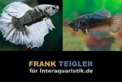 Paar: Halfmoon Kampffisch Copper Black, Betta splendens
