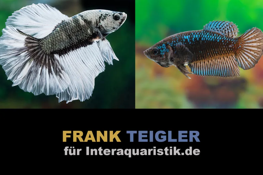 Paar: Halfmoon Kampffisch Copper Black, Betta splendens