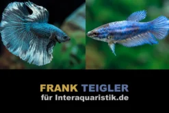 Paar: Halfmoon Kampffisch Copper blue, Betta splendens