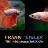 Paar: Halfmoon Kampffisch Dragon Red, Betta splendens