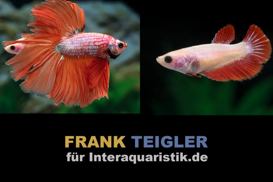 Paar: Halfmoon Kampffisch Dragon Red, Betta splendens