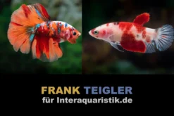 Paar: Halfmoon Kampffisch Koi, Betta splendens