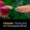 Paar: Halfmoon Kampffisch Lavender, Betta splendens
