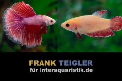 Paar: Halfmoon Kampffisch Lavender, Betta splendens