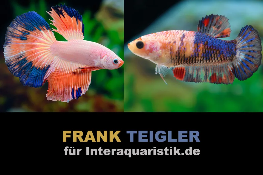Paar: Halfmoon Kampffisch Multicolor, Betta splendens