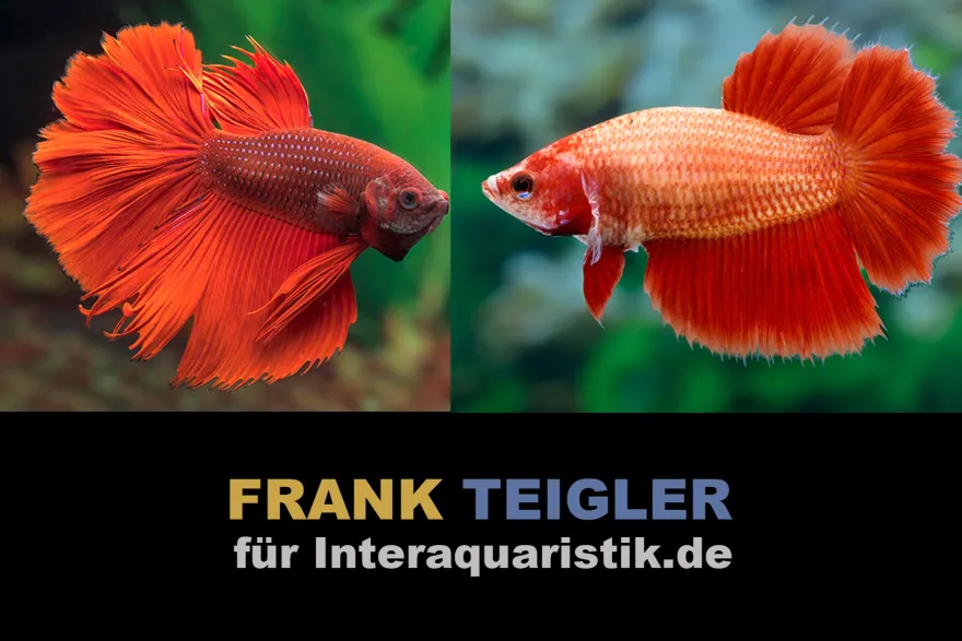 Paar: Halfmoon Kampffisch Super Red, Betta splendens