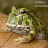Pacman-Frog, Schmuckhornfrosch, Ceratophrys cranwelli