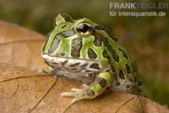 Pacman-Frog, Schmuckhornfrosch, Ceratophrys cranwelli