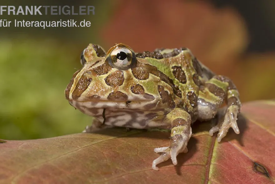 Pacman-Frog, Schmuckhornfrosch, Ceratophrys cranwelli