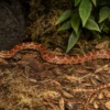 Palmetto-Kornnatter, Pantherophis guttatus