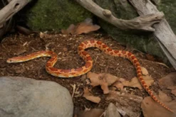Palmetto-Kornnatter, Pantherophis guttatus