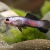 Panda Endler Guppy, Poecilia wingei "Panda", DNZ, paarweise
