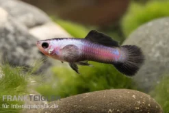 Panda Endler Guppy, Poecilia wingei "Panda", DNZ, paarweise
