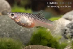 Panda Endler Guppy, Poecilia wingei "Panda", DNZ, paarweise
