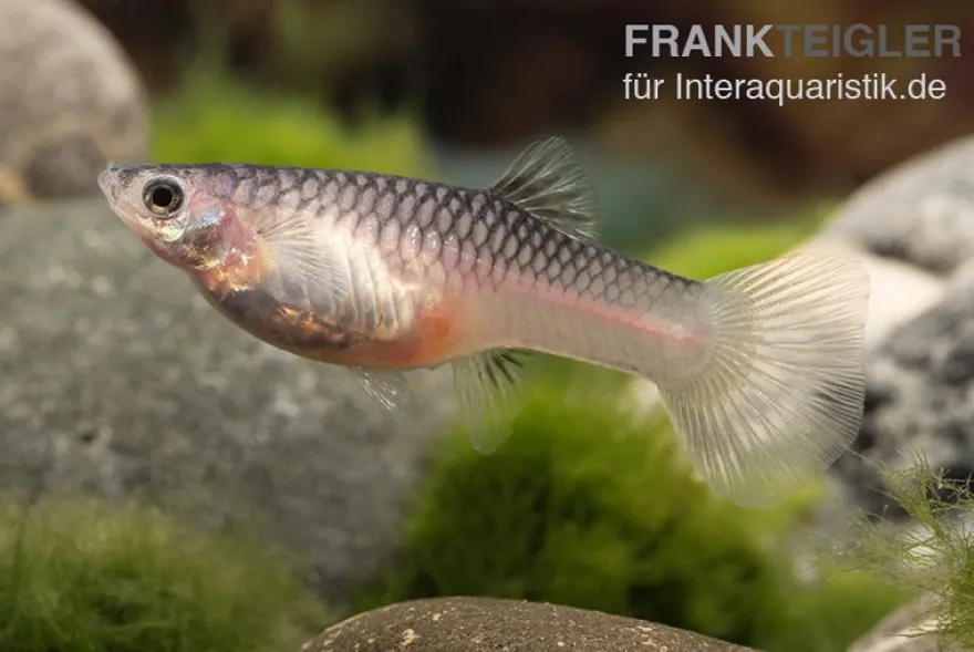 Panda Endler Guppy, Poecilia wingei "Panda", DNZ, paarweise