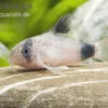 Panda-Panzerwels, Corydoras panda