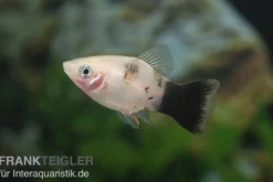 Panda-Platy, Xiphophorus maculatus