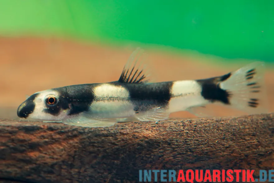 Pandaschmerle, Protomyzon pachychilus (Yaoshania pachychilus), NZ