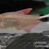 Panduro-Salmler, Hyphessobrycon robustulus