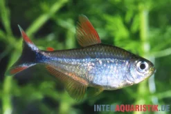 Panduro-Salmler, Hyphessobrycon robustulus