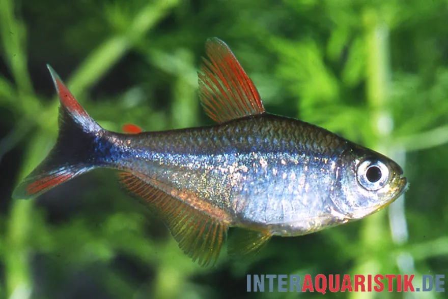 Panduro-Salmler, Hyphessobrycon robustulus