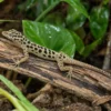 Pantheranolis, Anolis sabanus