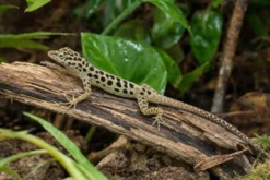 Pantheranolis, Anolis sabanus