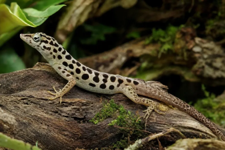 Pantheranolis, Anolis sabanus
