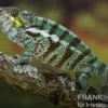 Pantherchamäleon, Furcifer pardalis
