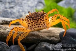 Pantherkrabbe, Parathelphusa pantherina, Zufällig ausgewählt