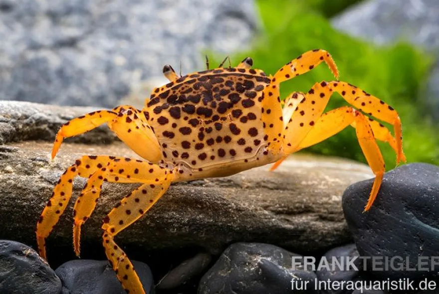 Pantherkrabbe, Parathelphusa pantherina, Zufällig ausgewählt
