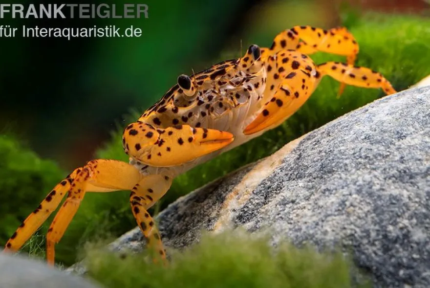 Pantherkrabbe, Parathelphusa pantherina, Zufällig ausgewählt