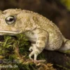 Pantherkröte, Bufo regularis