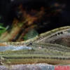 Pantherschmerle, Lepidocephalichthys guntea