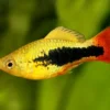 Papageien-Hawaiiplaty, Xiphophorus variatus