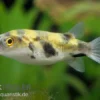 Papagei-Süsswasserkugelfisch, Colomesus asellus