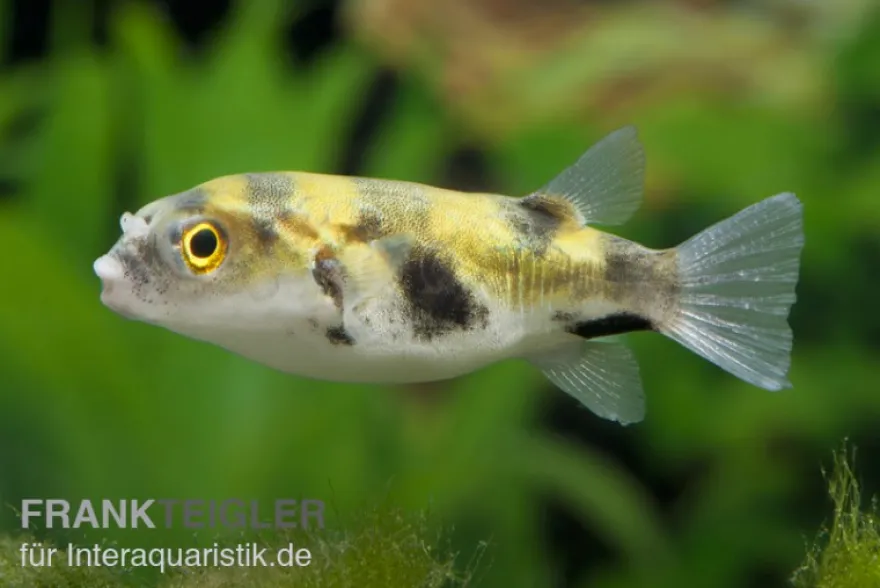 Papagei-Süsswasserkugelfisch, Colomesus asellus