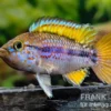 Papagei-Zwergbuntbarsch, Apistogramma cf. ortegai "Purple" paarweise