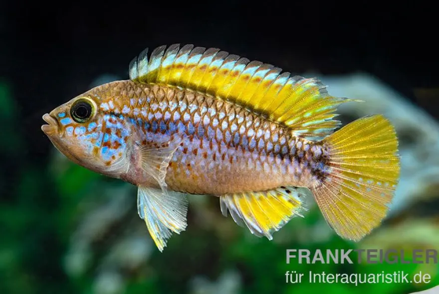 Papagei-Zwergbuntbarsch, Apistogramma cf. ortegai "Purple" paarweise
