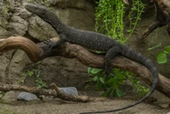 Papua-Waran, Varanus salvadorii