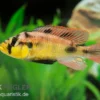Papyrus-Maulbrüter, Astatotilapia aeneocolor Yellow Belly