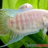 Paradiesfisch albino, Macropodus opercularis